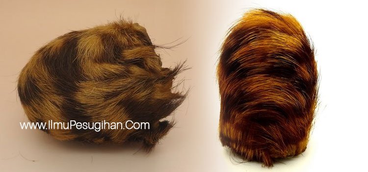 Cara Menggunakan Kantong Macan Dan Doanya